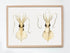 vintage wall art love heart squid scientific illustration